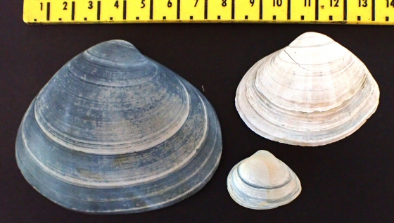 &copy;  Thijs de Boer